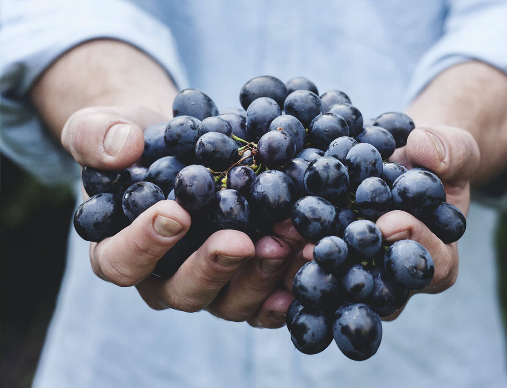Person Holding Grapes
