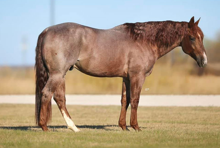 TestMyMetal-stallion