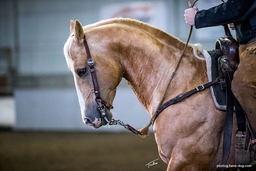 stud-sting-1 Heza Diamond Spark stallion