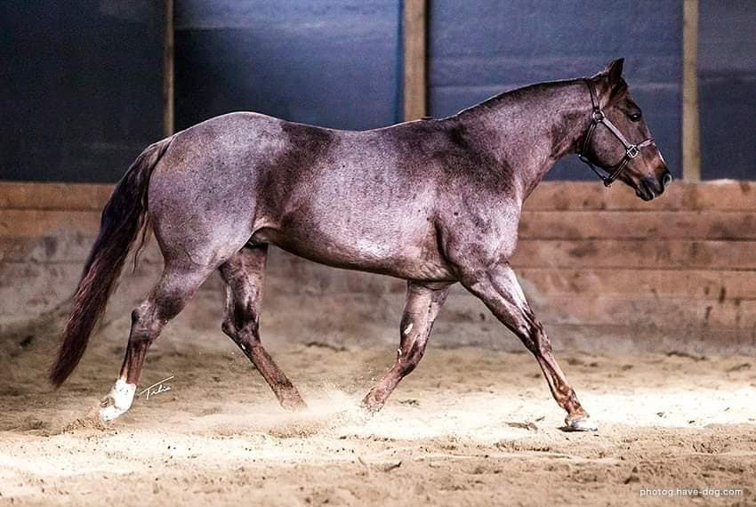 stud-tobasco